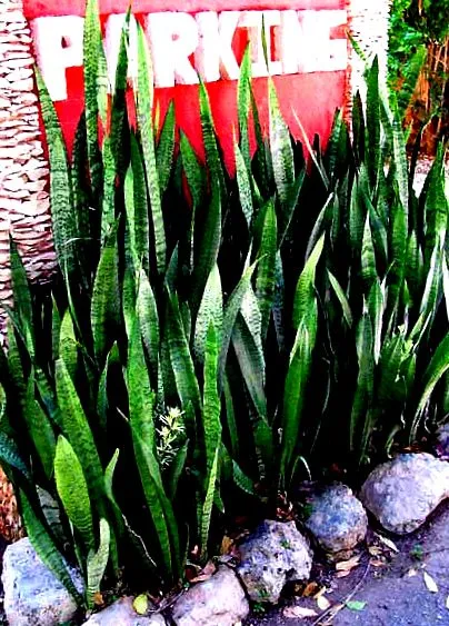 SANSEVIERIA THYRSIFLORA