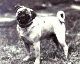 коло
