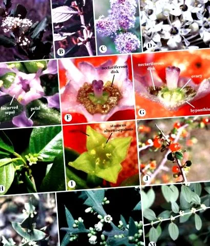 rhamnaceae sciencedirect