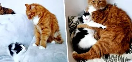 кошеня захищене