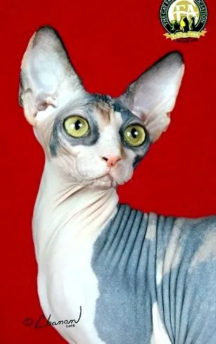котячі любителі