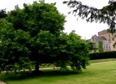 sycamore mulberry