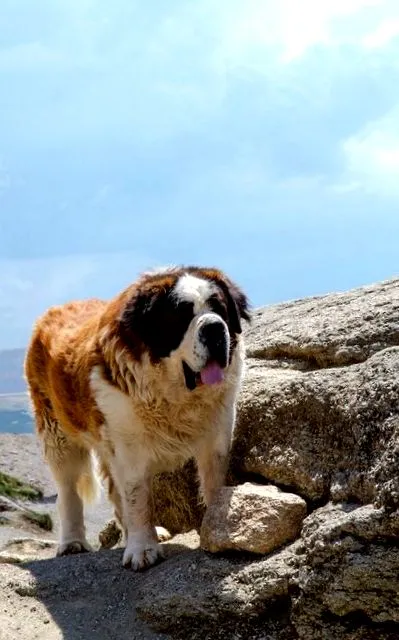 кавказької