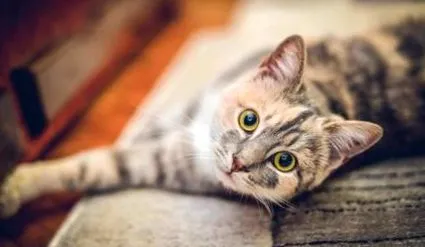 котів скільки