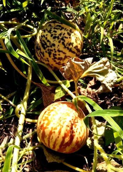 olajat ecetet permakultúra