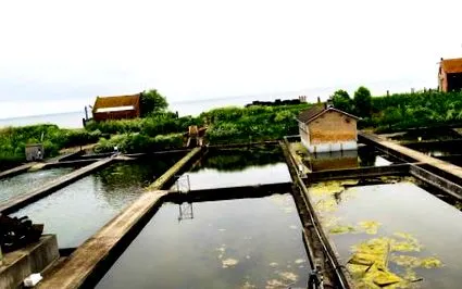 місце