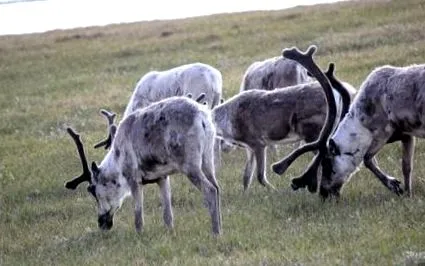 tundra