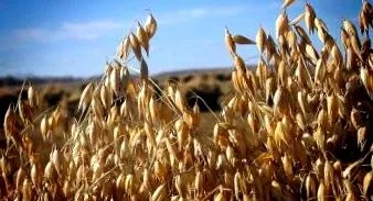 avena sativa