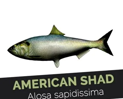 американські