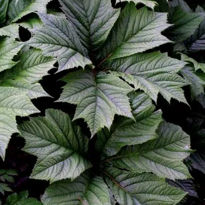 finegardening багатолітні