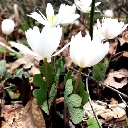 інвазивний