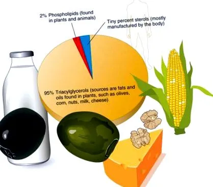 ліпіди поживні речовини