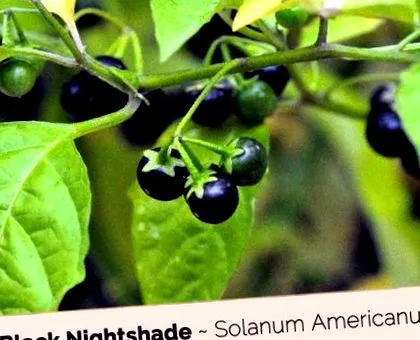 nightshade