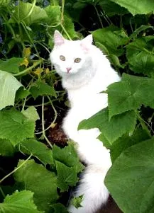 коти
