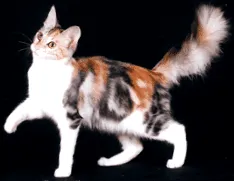 catscenterstage білі коти