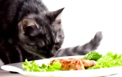 коти овочі