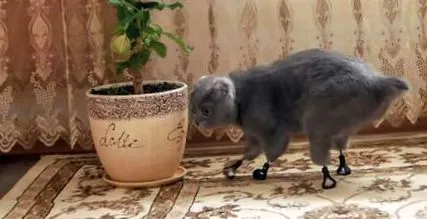 знову