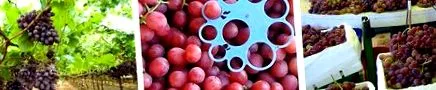 глобус виноград виноград