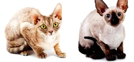 корніш-рекс корніш-рекс