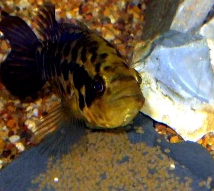 cichlid