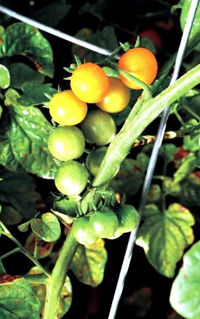 finegardening