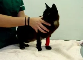 care