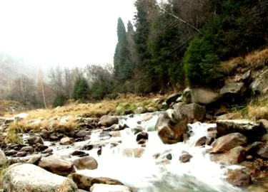 воду дикій