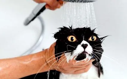 ванну коту