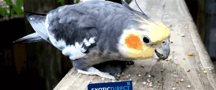 годувати