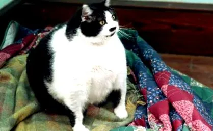 котів