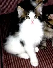кошенят годування
