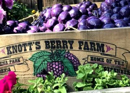 boysenberry