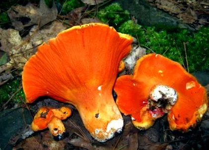 hypomyces hypomyces