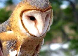 birder