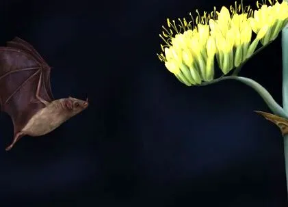 леді