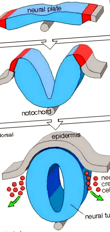 occulta spina