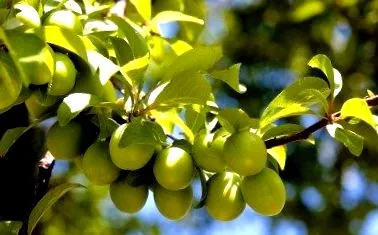 проріджування сливових
