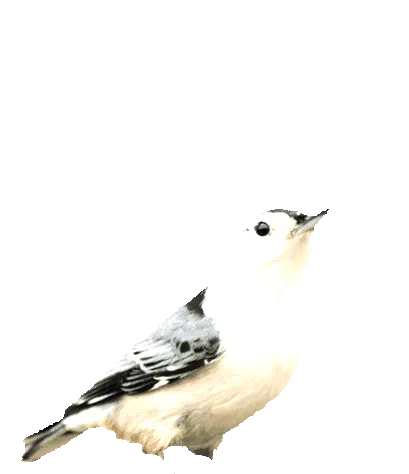 диких