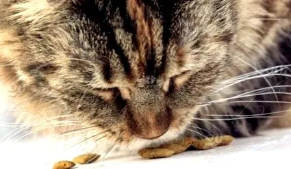 кошеня