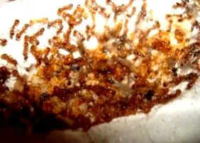 своїх мурах ants