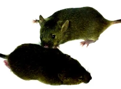 genetikai háttéren Zika vírusfertőzés