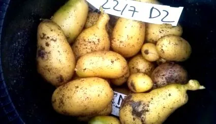 краща краща