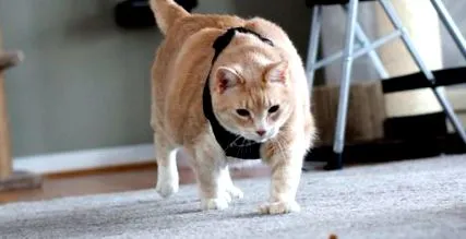 лютневе