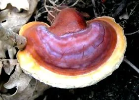 лінжі