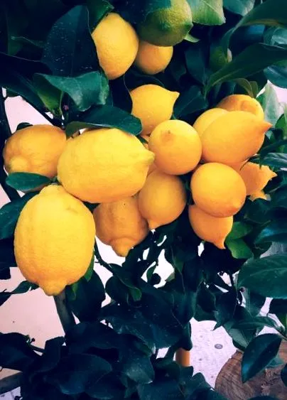 галлімор галлімор