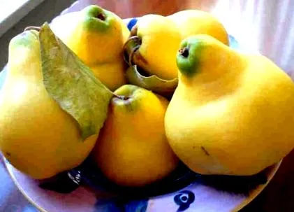 айви