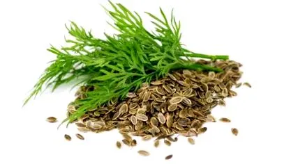 Anethum graveolens