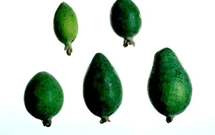 feijoa