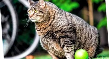 котячої