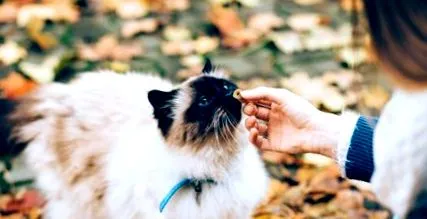 кота раціоном